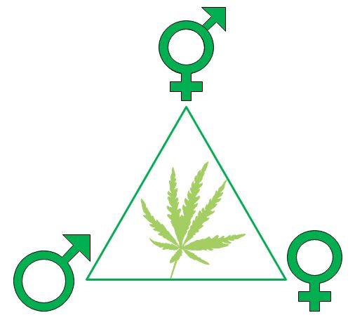 Plant Dna Sex Determination Test Cannabis Gender Test Services