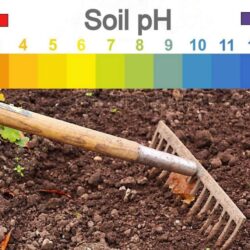 Soil pH